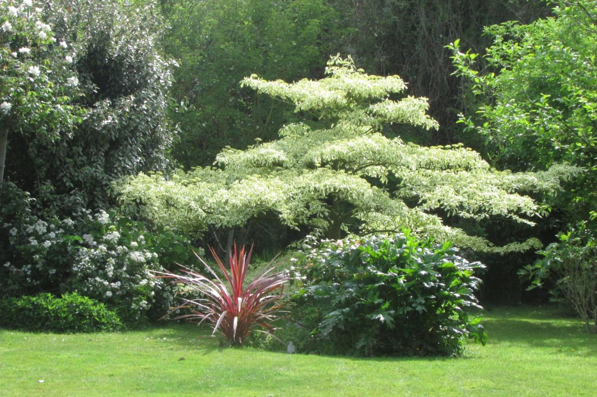 L'agapanthe *